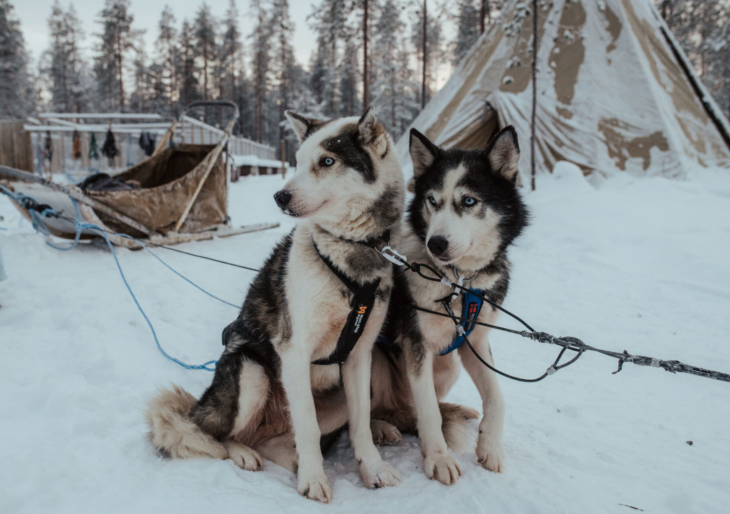 Husky Elopement Finland